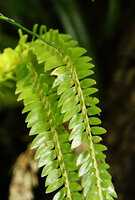 Phlegmariurus phlegmarioides, leaves, Vangunu, Solomon Islands