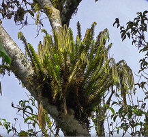 Phlegmariurus phyllanthus, all the erect stems ending in reclining dichotomous strobili are equivalent and issued from basal adventitious meristems, Mathikettan Shola FR, Kerala, India