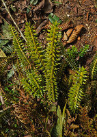Phlegmariurus phyllanthus fallen from a tree crown, Mathikettan Shola FR, Kerala, India