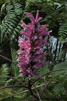Phlogacanthus curviflorus, Putao, Myanmar