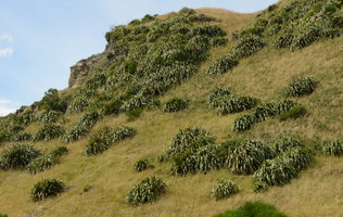 Phormium cookianum on a grassy slope, Rimutaka, Wellington, New Zealand