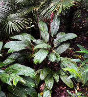 Phrynium cf. macrocephalum, an unusual bright pink fruited form, Malagufuk, Sorong, West Papua