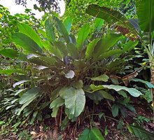 Phrynium giganteum, a large clump at forest edge, Batanta, Raja Ampat, West Papua