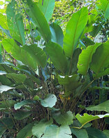 Phrynium giganteum, leaves and inflorescences hidden in the center of the clump, Batanta, Raja Ampat, West Papua