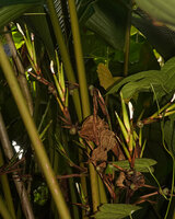 Phrynium giganteum, part of branched inflorescence with bracts and flower buds, Batanta, Raja Ampat, West Papua