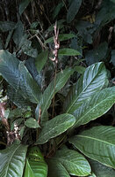 Phrynium macrocephalum, infructescence emerging above the foliage, Batanta, Raja Ampat, West Papua