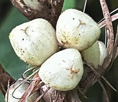 Phrynium macrocephalum, whitish triangular tricoccous capsular fruits, Batanta, Raja Ampat, West Papua
