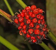 Phrynium pubinerve, dense infructescence made of congested dry brown bracts and bracteoles, the bright red tricoccous fleshy mature capsular fruits assembled in a spherical bulk, Batanta, Raja Ampat, West Papua