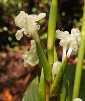 Phrynium cf. macrocephalum, flowers with long tube, Tenaru Falls, Guadalcanal, Solomon Islands