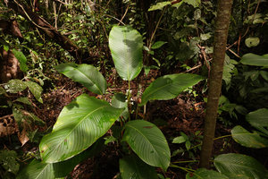 Phrynium cf. macrocephalum, in forest understory, Tenaru Falls, Guadalcanal, Solomon Islands