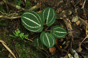 Phyllagathis sp., probably a new species related to P. tonkinensis or P. megalocentra, bright silver white refringence along the main nerves, Ba Na Hills, Da Nang, Vietnam