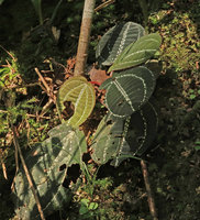 Phyllagathis sp., probably a new species related to P. tonkinensis or P. megalocentra, dark green velvety leaves with bright silver white refringent stripes along the main nerves, Ba Na Hills, Da Nang, Vietnam