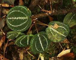 Phyllagathis sp., probably a new species related to P. tonkinensis or P. megalocentra, fruiting individual, Ba Na Hills, Da Nang, Vietnam