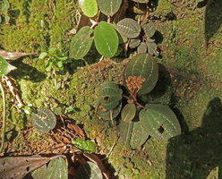 Phyllagathis sp., probably a new species related to P. tonkinensis or P. megalocentra, fruiting individual on vertical mossy earth slope, Ba Na Hills, Da Nang, Vietnam