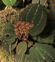 Phyllagathis sp., probably a new species related to P. tonkinensis or P. megalocentra, infructescence with upwards oriented rain splash seed dispersal capsular fruits, Ba Na Hills, Da Nang, Vietnam