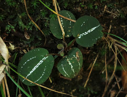 Phyllagathis sp., probably a new species related to P. tonkinensis or P. megalocentra on vertical earth slope, Ba Na Hills, Da Nang, Vietnam