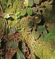 Phyllagathis sp., probably a new species related to P. tonkinensis or P. megalocentra on vertical earth slope covered by mosses, population of seedlings, young plants and adult fruiting plants, Ba Na Hills, Da Nang, Vietnam
