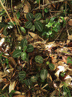 Phyllagathis sp., probably a new species related to P. tonkinensis or P. megalocentra population, almost cryptic due to silver white refringent veins on dark green leaf blades, Ba Na Hills, Da Nang, Vietnam