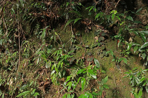 Phyllagathis sp., probably a new species related to P. tonkinensis or P. megalocentra, population on its vertical mossy habitat, Ba Na Hills, Da Nang, Vietnam