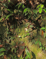 Phyllagathis sp., probably a new species related to P. tonkinensis or P. megalocentra, population on vertical mossy earth slope, Ba Na Hills, Da Nang, Vietnam