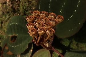 Phyllagathis cf. tonkinensis, Vietnam