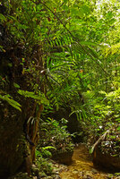 Phyllagathis cf. tuberculata and Freycinetia sp. on vertical deeply shaded seeping rock face, Harau valley, Sumatra