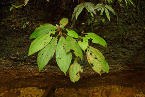 Phyllagathis cf. tuberculata and Selaginella stipulata on vertical granitic seeping rock face, Harau valley, Sumatra