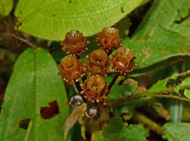 Phyllagathis cf. tuberculata, rain splash capsules with a circle of glands at the top of hypanthium , just below insertion of the caducous sepals, Harau valley, Sumatra