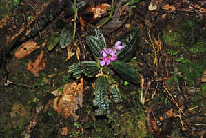 Phyllagathis elliptica on mossy earth bank, Kinabalu NP, 1600 m asl, Sabah, Borneo