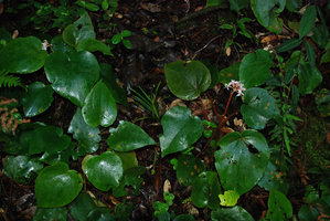 Phyllagathis hispida, flowering individuals on vertical earth bank habitat, Cameron Highlands, Malaysia