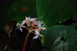 Phyllagathis hispida inflorescence, Cameron Highlands, Malaysia