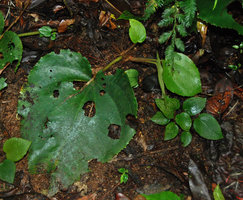 Phyllagathis hispida, vegetative plantlets with adventitious roots issued from the callus formed at the base of the petiole of a broken leaf, Cameron Highlands, Malaysia