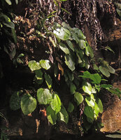 Phyllagathis maxwellii on vertical cliff, impressed veins and slightly bullate leaves, Endau Rompin, Malaysia