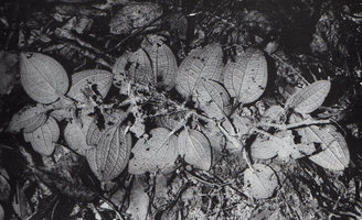 Phyllagathis prostrata, stem creeping along forest floor among leaf litter, removed to show leaf under surface and adventitious roots, Khao Yai NP, Thailand