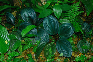 Phyllagathis rotundifolia with blue iridescent leaves, Taman Negara, Malaysia