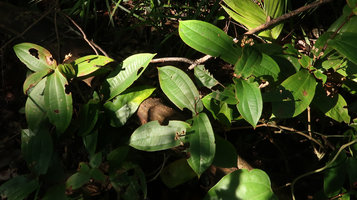 Phyllagathis sessilifolia, erect dry capsular fruits, Ba Na Hills, 1400 m asl, Danang, Vietnam