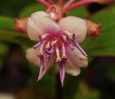 Phyllagathis sessilifolia, flower, Ba Na Hills, Da Nang, Vietnam