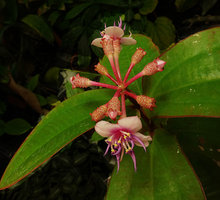 Phyllagathis sessilifolia inflorescence, each flower with a prominently glandular hypanthium, Ba Na Hills, Da Nang, Vietnam