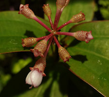 Phyllagathis sessilifolia inflorescence, flowers with a prominently glandular hypanthium, Ba Na Hills, Da Nang, Vietnam