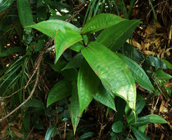 Phyllagathis sessilifolia, leaf venation, Ba Na Hills, Da Nang, Vietnam