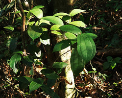 Phyllagathis sessilifolia, leaves, Ba Na Hills, Da Nang, Vietnam