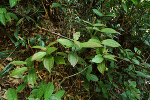 Phyllagathis sessilifolia, vegetative population, Ba Na Hills, Da Nang, Vietnam