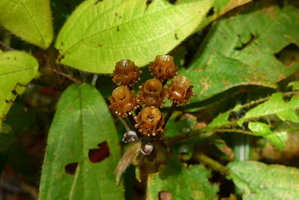Phyllagathis sp., close to P. tuberculata, dry quadrangular cup shaped capsule allowing seed rain splash dispersal and conspicuous hypanthial glandular emergences, Harau valley, West Sumatra
