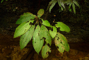 Phyllagathis sp., close to P. tuberculata, monocaulous individual on seeping rock habitat, Harau valley, West Sumatra