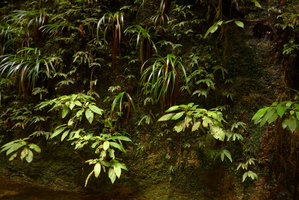 Phyllagathis sp., close to P. tuberculata, population on vertical seeping rock mixed with Xyris grandis, Selaginella stipulata and Camptandra parvula, Harau valley, West Sumatra