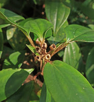 Phyllagathis sp., dry capsular fruits allowing seed rain splash dispersal, fleshy leaves and appressed rusty hairs on petioles, Ba Na Hills, Da Nang, Vietnam