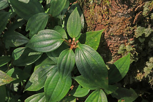 Phyllagathis sp., dry capsular fruits at the end of the fleshy stems, Ba Na Hills, Da Nang, Vietnam