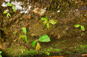 Anerincleistus sp., flowering population on vertical forest cliff, Harau valley, West Sumatra