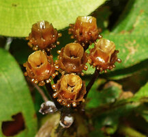 Phyllagathis sp., probably a new species, dry quadrangular cup shaped capsule allowing seed rain splash dispersal and conspicuous hypanthial glandular emergences, Harau valley, West Sumatra