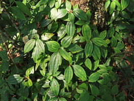 Phyllagathis sp., vegetative population, Ba Na Hills, Da Nang, Vietnam